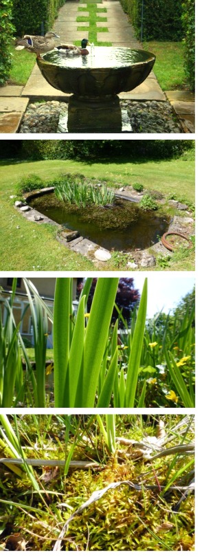 Ornamental basin and a small pond